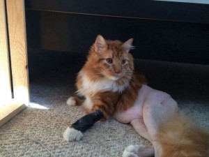 Cat-prepped-for-surgery-sends-internet-crazy