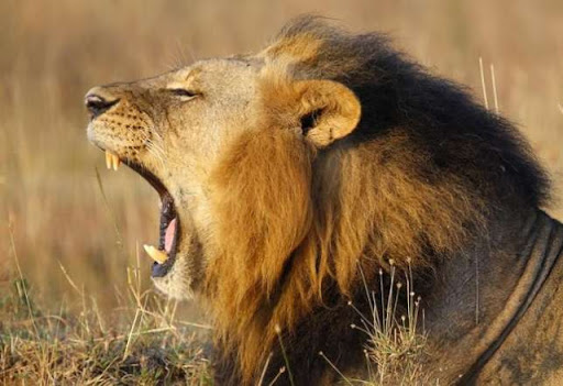 LION IN KENYA - GIDIBASE