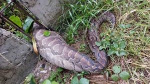 python-gidibase