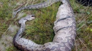 python3-gidibase
